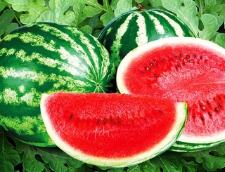 Uzbekistan exported watermelons to 14 countries