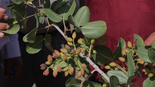 Каврак — шифобахш ўсимлик