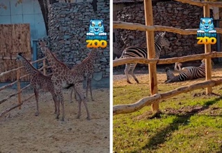 New inhabitants from Africa were brought to the Tashkent Zoo