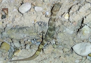 В Ферганской долине ученые обнаружили новый вид геккона