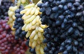 Uzumning eng katta foydasi