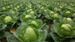 Карам нархлари бир ойда ўртача 3 % га қимматлашган 