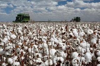 Toshkent viloyatida paxta yigʻim-terimi boshlandi