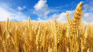 ФАО - Турция: новые усилия укрепляют региональное сотрудничество в борьбе с пшеничной ржавчиной