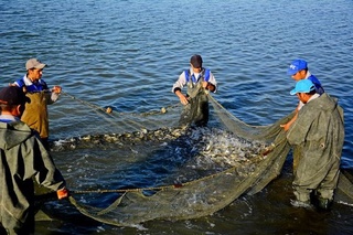 Tabiiy suv havzalarida baliq ovlash qoidalari tasdiqlandi