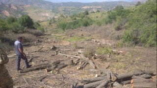 “Amirsoy”dagi 700 tup atrofidagi daraxtlarni kesganlarga jinoyat ishi qoʻzgʻatildi