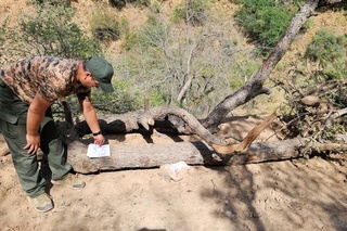 "Омонқўтон" миллий табиат боғида ноёб турдаги дарахтлар кесиб ташлангани аниқланди