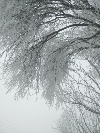 Қашқадарё ва Сурхондарё вилоятларида булдуруқ ҳодисаси содир бўлмоқда