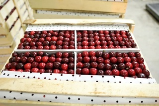 Фарғонада гилос экспорти бошланди