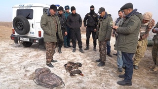 Ёввойи ўрдакларни ноқонуний овлаганлар ушланди