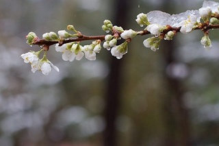 Bugun O‘zbekistonga sovuq havo massasi kirib kelishi kutilmoqda