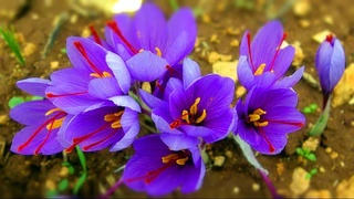 Саудиялик тадбиркор Ўзбекистондан қуруқ мевалар ва заъфаронни импорт қилишга қизиқиш билдирмоқда