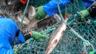 Yaponiya baliqchilarga qariyb 136 million dollar ajratadi