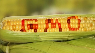 ГМО: польза или вред?