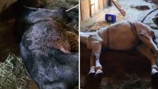 Отларга нисбатан шафқатсиз муносабатда бўлган шахслар маъмурий жавобгарликка тортилди