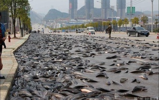 Озарбайжонда “балиқ ёмғири” ёғди