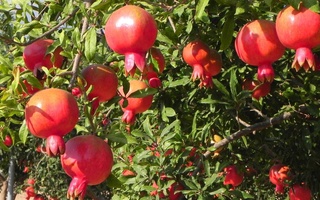 Uzbekistan and Azerbaijan step up in agricultural cooperation