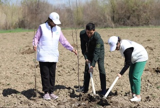 В Ташкентской области высадили 1,5 тысячи саженцев плодовых деревьев