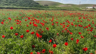 Bugun ayrim joylarda chang-toʻzon bilan kuzatiladi