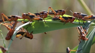 В связи с нашествием саранчи в Казахстане в Узбекистане проводятся меры по борьбе с вредителями