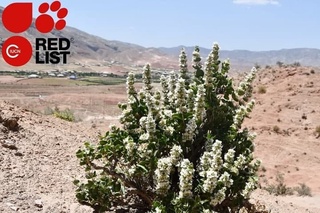 Oʼzbekiston florasining noyob vakili Xalqaro Qizil roʼyxatga kiritildi