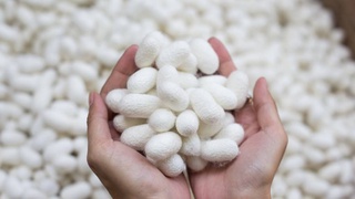 Subsidies are provided to cocoon growing households