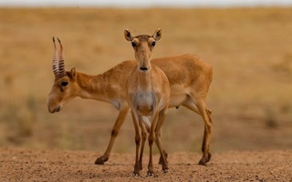 Qozogʻistonda saygʻoq populyatsiyasi tiklandi