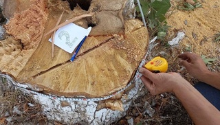 Чинор дарахтини кесганларга жиноят иши қўзғатилди