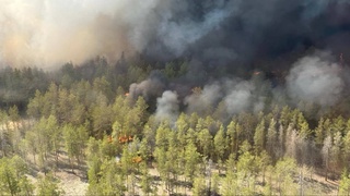 Abay viloyatidagi o'rmon yong'ini 30 ming gektar maydonni qamrab oldi