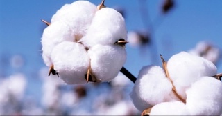 8 ойда 367,4 минг тонна пахта толаси ишлаб чиқарилган