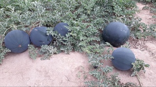 В Кашкадарье начали выращивать новый сорт черного арбуза