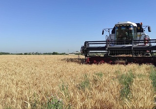 Самарқанд туманида ғалла ўрими бошланди