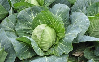 Фермеры Узбекистана планируют расширить площади под ранней капустой