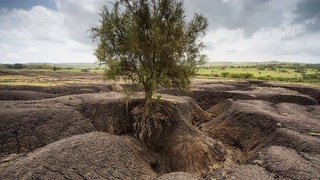 Генеральный директор ФАО призвал воспрепятствовать деградации почв