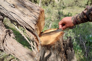 Boysun davlat oʻrmon xoʻjaligi masʼul xodimlariga chora koʻrildi