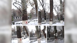 Возле Дворца «Туркистон» пометили деревья
