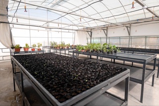 Ферганскому госуниверситету переданы современные теплицы для развития «умного земледелия»