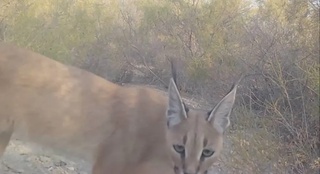 Janubiy Ustyurt milliy tabiat bogʻidagi fotoqopqonga Qoraquloq tushib qoldi