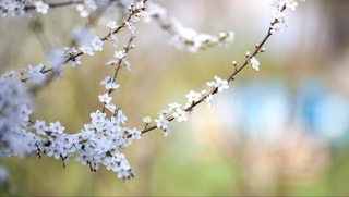 Ertaga baʼzi viloyatlarda yomgʻir yogʻishi mumkin