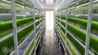 Чорвачилик субъектларига субсидия ажратилади