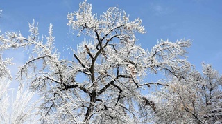 Bugun O'zbekistonda havo harorati keskin pasayadi