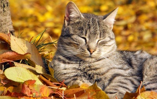 Прогноз погоды на 19 октября