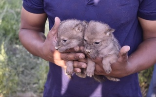 Музработда тури аниқланмаган ҳайвоннинг 2 та боласи топилди