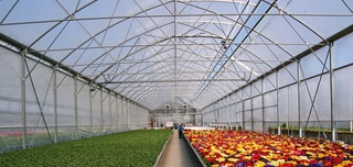 Нидерландия технологияси асосидаги иссиқхоналар қай жиҳати билан фойдали?