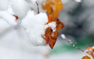 Якунланаётган йилнинг сўнгги ойида бизни қандай об-ҳаво кутмоқда?