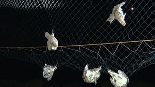 Ғишт қолипдан кўчди...