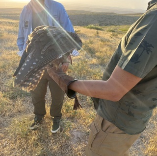 Итолғи қушлар табиатга қўйиб юборилди