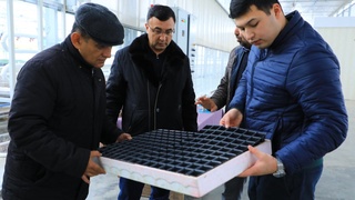 2 500 000 rayhon va yalpiz ko‘chatlari yetishtirilmoqda