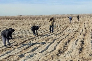 На осушенном дне Арала испытывают новые виды растений