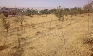 Jizzaxda "Yashil makon" loyihasi doirasida ekilgan koʻchatlarning 450 tupi suvsizlikdan qurib qoldi